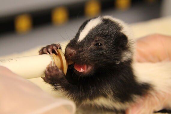 baby skunk 6 18 2020