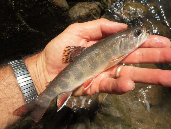 glade run wild trout 025 2