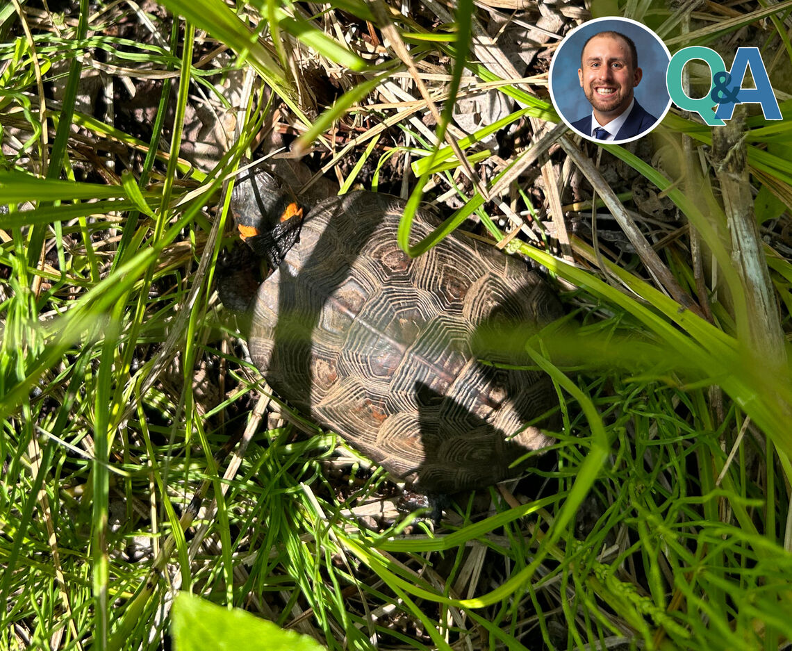 Q&A: THE SIGNIFICANCE OF A QUALIFIED BOG TURTLE SURVEYOR