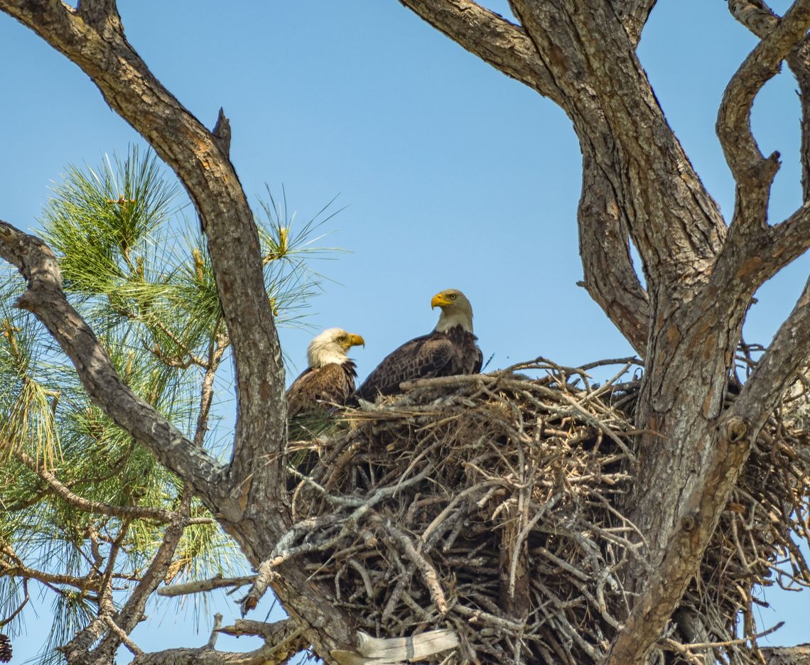 REGULATORY RULING ANNOUNCED FOR INCIDENTAL TAKE OF EAGLES AND EAGLE NESTS