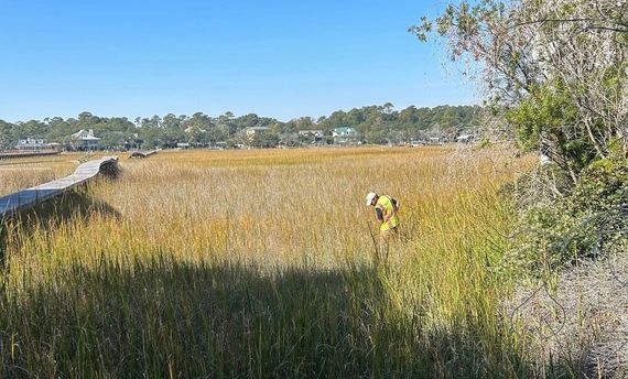 wetland